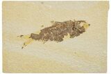 Fossil Fish (Knightia) - Wyoming #233152-1